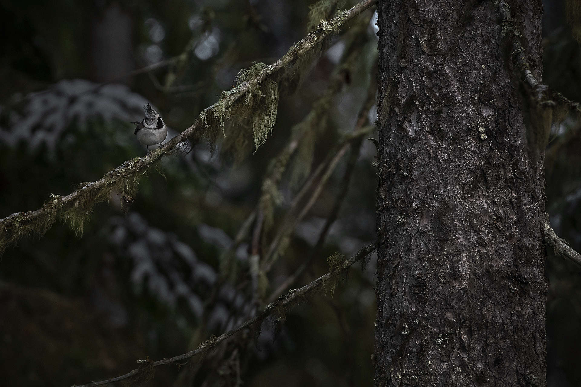 Talvipinnaralli la  – Lintuyhdistys Kuikka ry