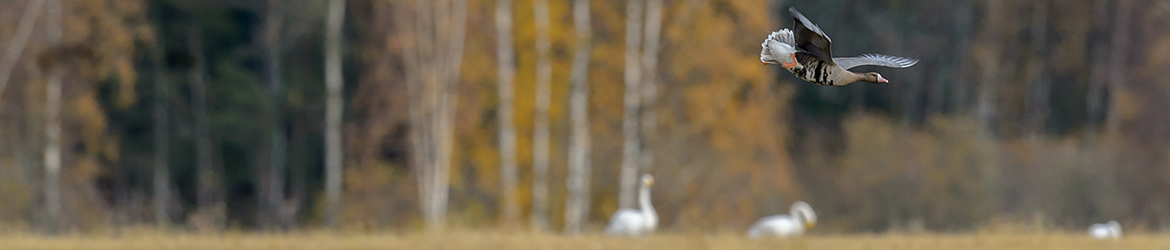 tundrahanhi ja laulujoutsenia; Ilkka Markkanen