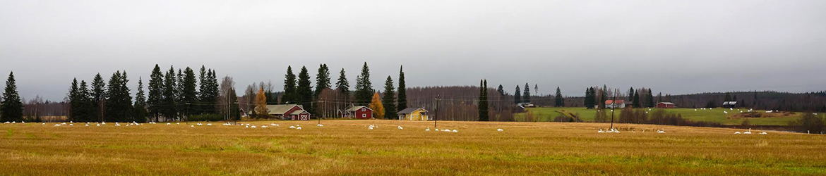 laulujoutsen; Aarne Hagman