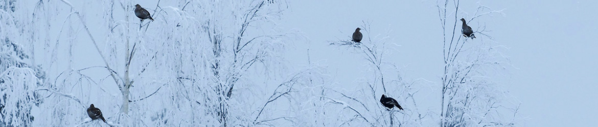 teeri; Jukka Portimojärvi