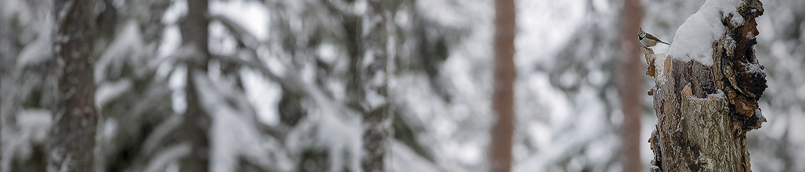 töyhtötiainen; Tero Pelkonen